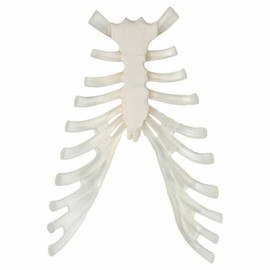 Axis Scientific Sternum Bone with Cartilage - Perfect for Students, Teachers, Anatomists - Life-Sized - High Quality Construction for Learning and Display