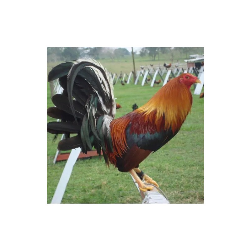 Multigallo Max, Suplemento Multimineral Para Aves De Combate