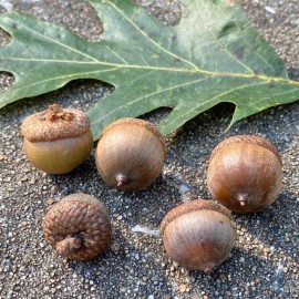 Nature Garden 50 Acorn Seeds of Red Oak Trees T83