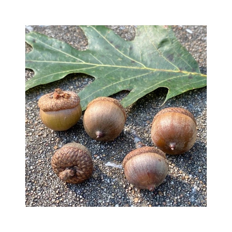 Nature Garden 50 Acorn Seeds of Red Oak Trees T83