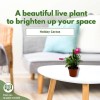 Florida House Plants Christmas Cactus, 4 inch Xmas Thanksgiving Easter