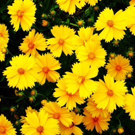 TomorrowSeeds - Lanceleaf Coreopsis Seeds - 2000+ Count - for 2026 Planting Yellow Lance-Leaved Lanceolata Sand Gold Mayfield Florida Tickseed Perennial Wildflower Grow Your Own Home Farm Patio