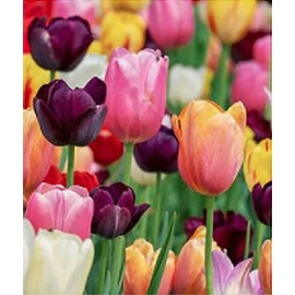 5 Sorbet Tulip Bulbs – Single Late Tulip – Striking White Blooms with Red Flame – Large Flowering Perennial Tulips for Spring Gardens – Easy to Grow & Hardy