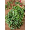 Health Embassy Burnet Herb | Sanguisorba officinalis L | 100%