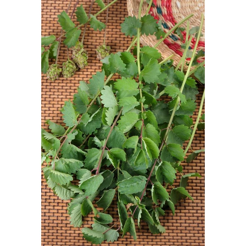 Health Embassy Burnet Herb | Sanguisorba officinalis L | 100%