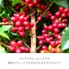 UCC Drip Pods Dedicated Capsules, Guatemala & Colombia 12 Cups,