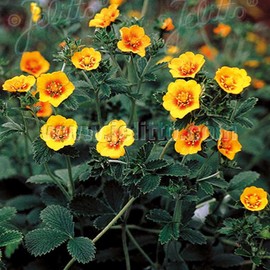 Outsidepride Cinquefoil Orange Starlit Potentilla Seeds - 250 Pcs Perennial Flower Seeds, Easy to Grow with Compact Height for Containers, Ground Cover, Borders & Edging, Rock or Pollinator Garden
