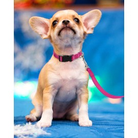 FunTags Reflective Dog Collar, Sturdy Nylon Collars for Puppy and Extra Small Girl and Boy Dogs, Adjustable Dog Collar with Quick Release Buckle,Pink,3/8" Width