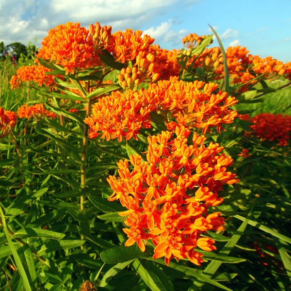Outsidepride Butterfly Milkweed Seeds - 1000 Pcs Perennial, Heat &