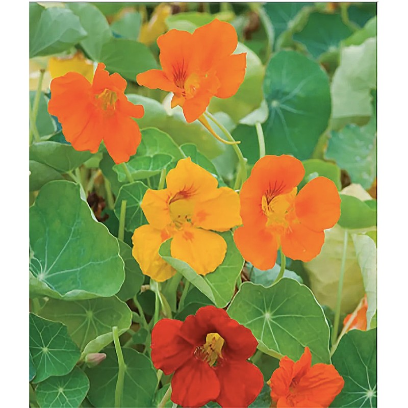 Red and Yellow Climbing Nasturtium Seeds - 60 Seeds