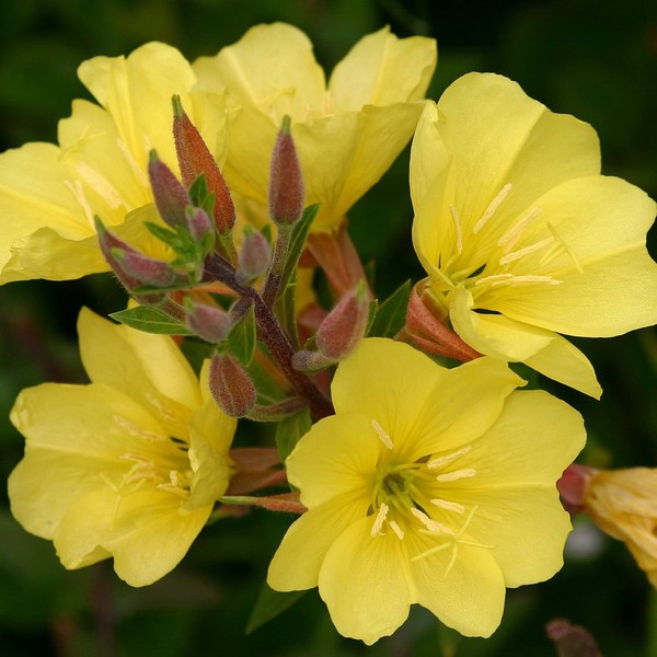 Hooker’s Evening Primrose Seeds Oenothera Elata Attracts Pollinators Perennial Fragrant