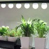 Wiyifada 6 Pack Full Spectrum Grow Light Bulbs,A19 Grow Lights