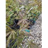 Mikazuki Japanese Maple Tree - Live Plant - (2.5 QT)