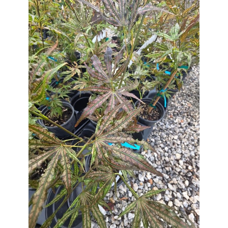 Mikazuki Japanese Maple Tree - Live Plant - (2.5 QT)