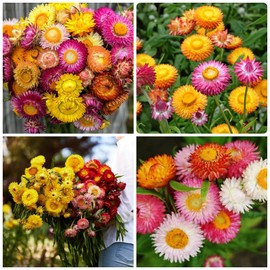 1500+ Mixed Color Strawflower Seeds Annual Strawflower Seeds for Planting Non-GMO Seeds Ornamental Flowering Plant High Germination Rate Beautiful Potted Plants