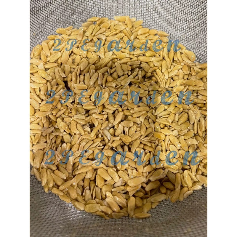 100+ Kaffir Lime Seeds, มะกรูด