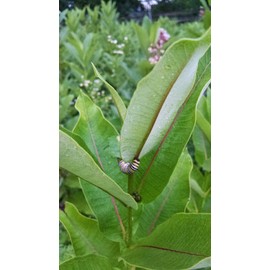 Milkweed Monarchy 5000 Common Milkweed Seeds (Asclepias syriaca), Organically Grown in PA