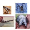 Yarn Sinker 0.02 inch (0.5 mm) Frog, Kagawa Shiobu Industry