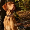 Leatherific Spiky Series Heavy Duty Spike Dog Collar | Premium