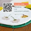 GSM Brands Microwave Flower Press Kit for Drying Leaf, Plant,