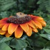 Vivid Arts HGF-029 Hanging Harvest Mouse / Orange Sunflower