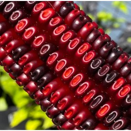 Does Not Apply Jimmy Red Corn Famous Bootlegger Moonshine Grits Hominy Masa Corn Heirloom Seed