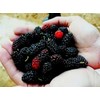 Grow Your Own Mulberry Tree's! 20 Seeds! Yummy! Comb. S/h!