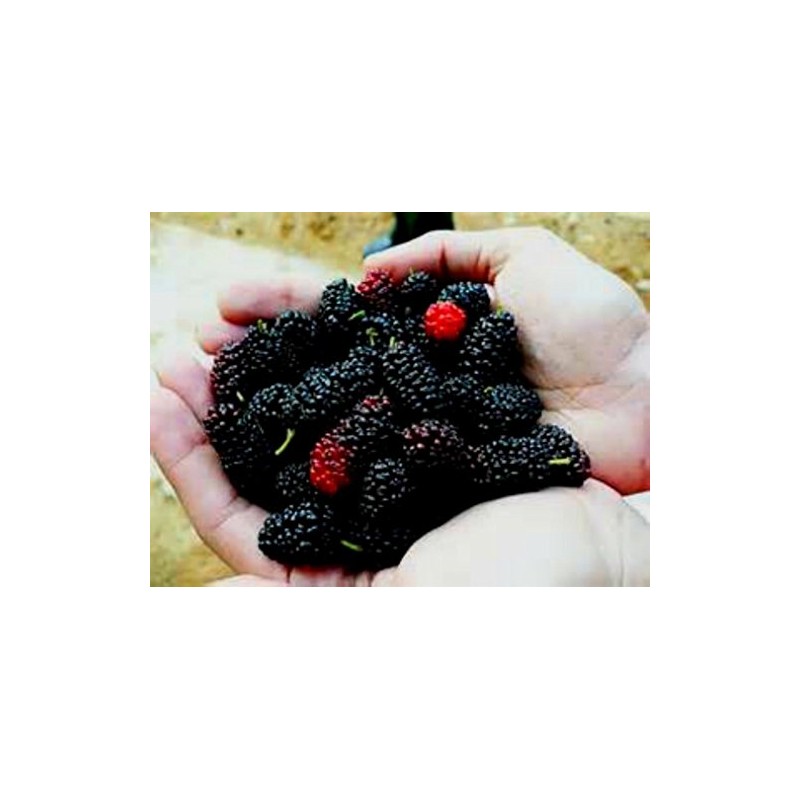 Grow Your Own Mulberry Tree's! 20 Seeds! Yummy! Comb. S/h!
