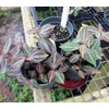 Silver and Red Peperomia trinervis - 2.5" Pot - Easy