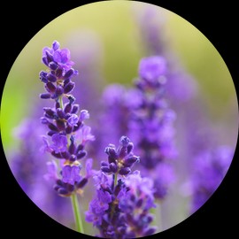 Living Libations Lavender Absolute, 30ml