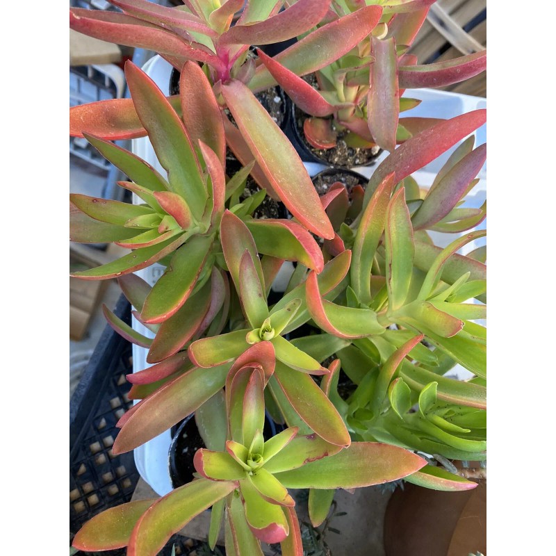 Jade RARE 2 STUNNING Crassula Capitella 'Campfire' with roots- Jade