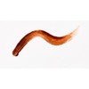 Fujiko ADV 02 Eyebrow Tint ADV 02, Mocha Brown, 0.2
