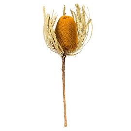 Vickerman 12" Jumbo Aspen Gold Banksia Flower with Stem, Natural Preserved Dried Plant for Wedding Bouquets Home Decor or Everyday Arrangements 3 Per Pack