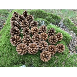 Red Pine Cones (50 Cones) Also Known as Norway Pine Cones, About 1.5-2 inches high, 100% Natural Cones and Color with no Weathering. We Planted Over 20,000 Trees on Our North Central Wisconsin Land