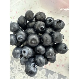 Blueberry Domestic practical immunity food 1000g 1 unit, 1kg / 블루베리 국산 실속형 면역 식품 1000g 1개, 1kg