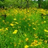 Outsidepride Lance-leaved Coreopsis - 5000 Seeds