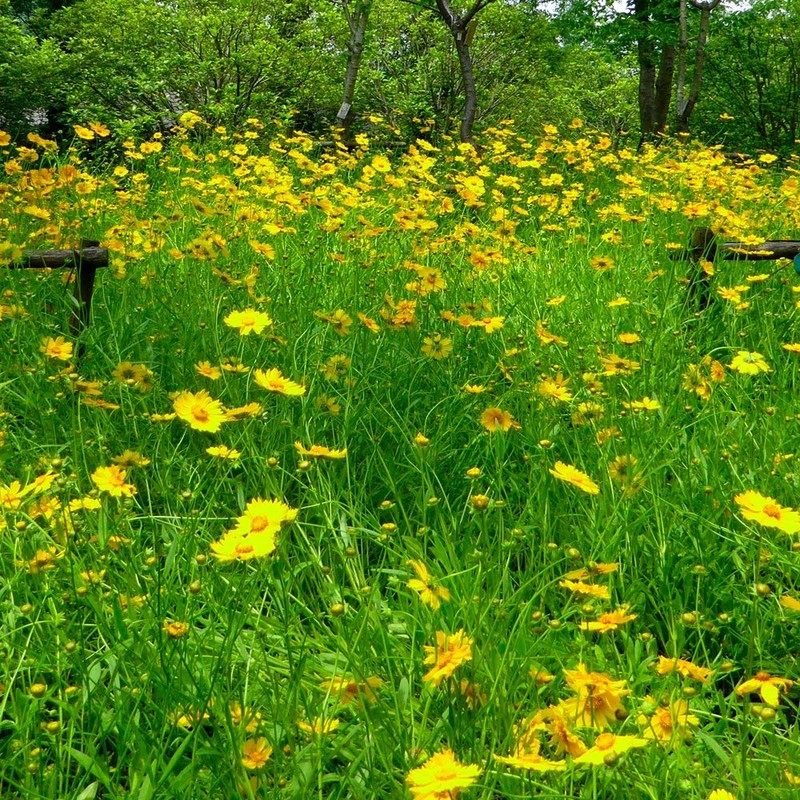 Outsidepride Lance-leaved Coreopsis - 5000 Seeds