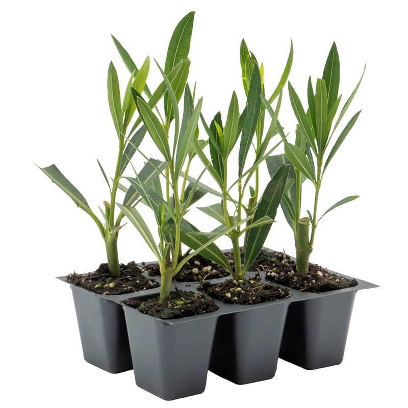 6 White Oleander Shrubs | Live Plants in 2.5-inch Nursery