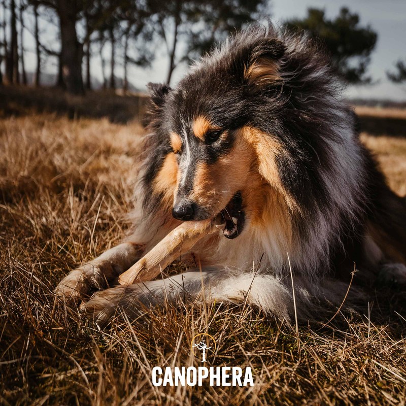 Canophera Dog CHEW Stick Made of Coffee Tree Wood Medium