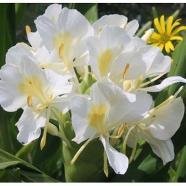 4 Hawaiian WHITE (Awapuhi Ke`oke`o) Ginger Plant Roots....From a Certified Nursery with the proper Dept. of Agriculture Stamp approved for export