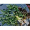 Unbranded 1 KALANCHOE MADRE DE MILES ARANTO MOTHER OF THOUSANDS