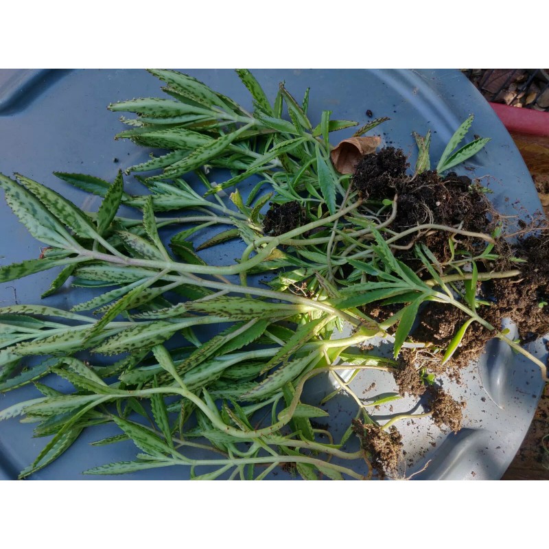 Unbranded 1 KALANCHOE MADRE DE MILES ARANTO MOTHER OF THOUSANDS