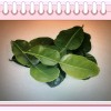 Fresh 1x Pack Of Organic Fresh Kaffir (Thai) Lime Leaves