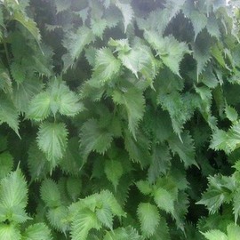 1 oz Green SHISO Seeds AO Green Ohba Ao Japanese Perilla frutescens VAR Crispa - Non-GMO Asian Herb (Approx 16,800 Seeds)