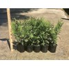 Thuja Arborvitae Green Giant - 5 Live Quart Size Plants