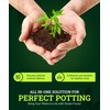 FoxFarm Ocean Forest Potting Soil, 12qt – Light, Aerated Texture,