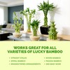 Lucky Bamboo Fertilizer – Liquid Plant Food for Greener Stalks,