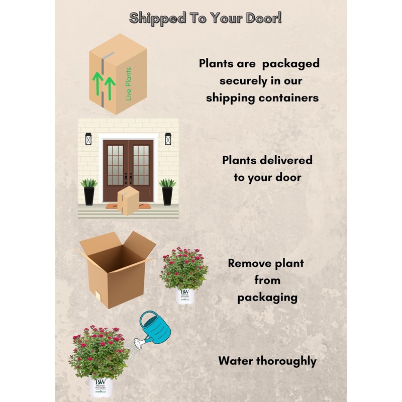 Proven Winners 2 Gal. Double Play Doozie Spirea Shrub