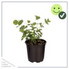 Live Aromatic and Edible Herb - Eucalyptus (4 Per Pack)