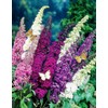 SeedsUP - 1000+ Seeds Butterfly Bush Giant (Buddleja davidii) -